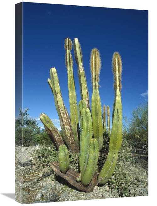 Global Gallery GCS-395631-1624-142 16 x 24 in. Old Man Cactus in Sonor