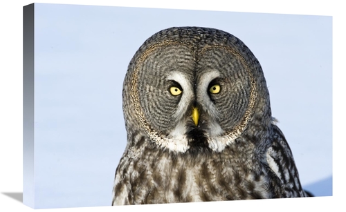 Global Gallery GCS-398263-1624-142 16 x 24 in. Great Grey Owl Flying&#