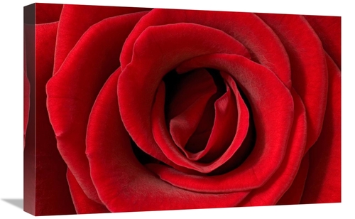 Global Gallery GCS-395288-1624-142 16 x 24 in. Rose Detail, German