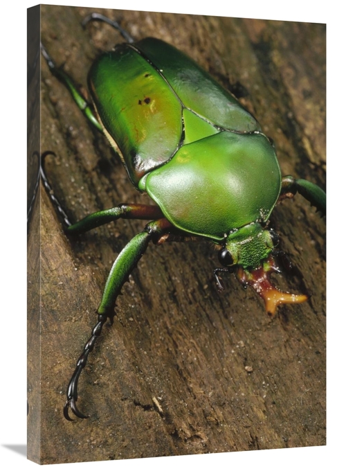 Global Gallery GCS-450700-2030-142 20 x 30 in. June Beetle Portrait&#4