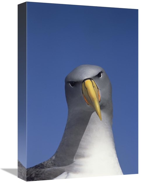Global Gallery GCS-451777-1218-142 12 x 18 in. Chatham Albatross Portr