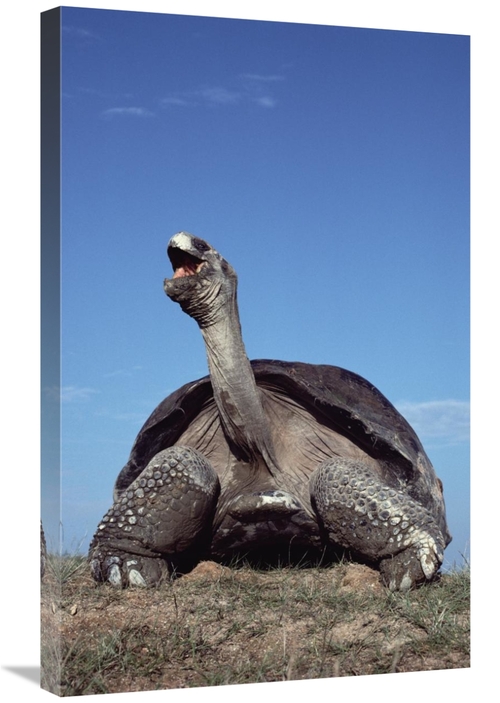 Global Gallery GCS-451168-30-142 30 in. Galapagos Giant Tortoise Yawni