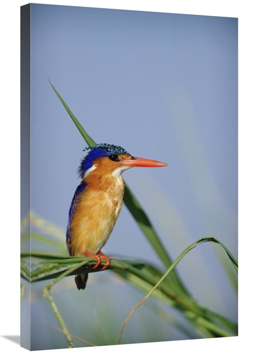 Global Gallery GCS-396208-2030-142 20 x 30 in. Malachite Kingfisher Pe