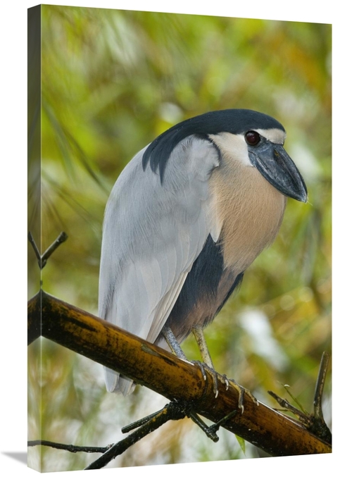 Global Gallery GCS-397268-2030-142 20 x 30 in. Boat-Billed Heron, 