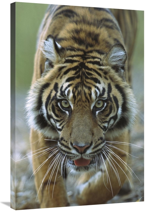 Global Gallery GCS-398162-2436-142 24 x 36 in. Sumatran Tiger Close-Up