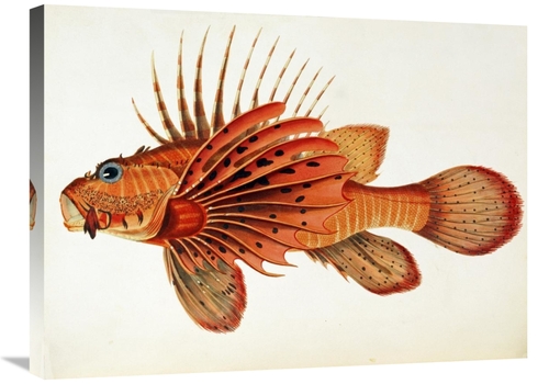 Global Gallery GCS-267689-30-142 30 in. Fishes Found on the Coast of C