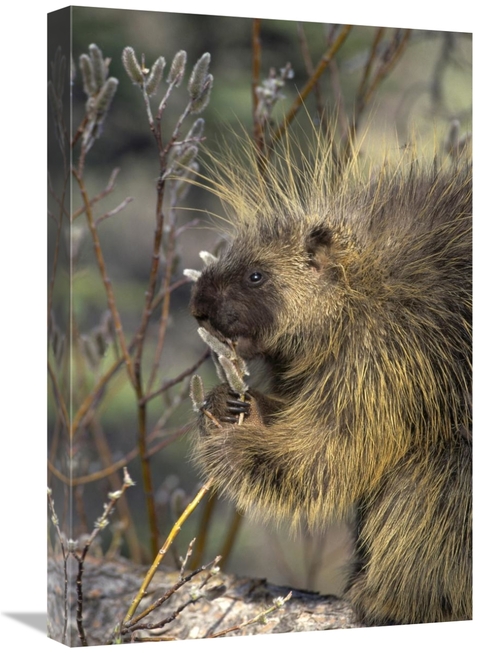 Global Gallery GCS-451869-1624-142 16 x 24 in. Common Porcupine Feedin