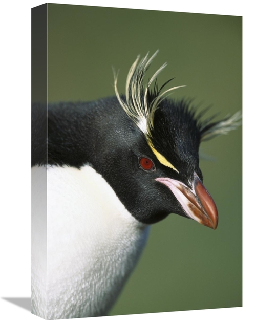 Global Gallery GCS-395635-1218-142 12 x 18 in. Rockhopper Penguin Port