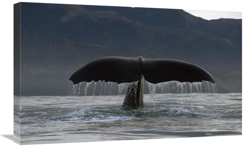 Global Gallery GCS-450778-30-142 30 in. Sperm Whale Tail, New Zeal
