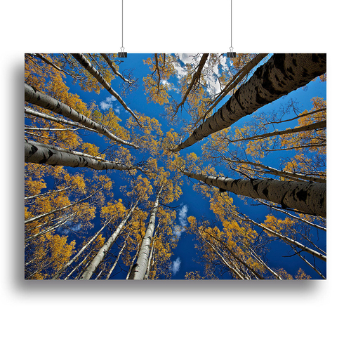Aspen's Fall Canvas Print or Poster