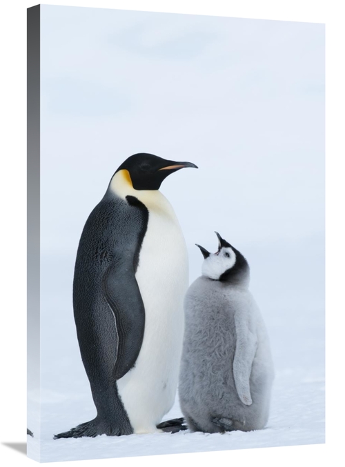 Global Gallery GCS-395637-2030-142 20 x 30 in. Emperor Penguin with Ch