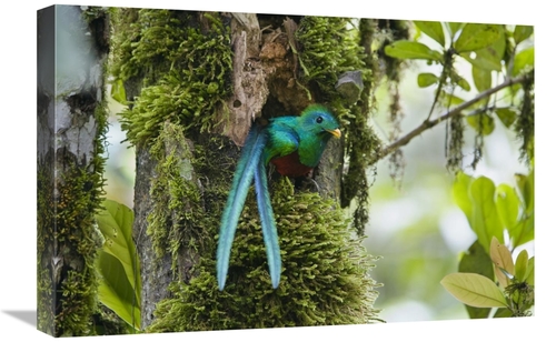 Global Gallery GCS-452695-1624-142 16 x 24 in. Resplendent Quetzal Mal