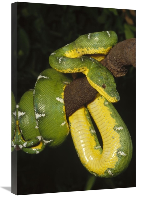 Global Gallery GCS-452732-2030-142 20 x 30 in. Emerald Tree Boa Hangin