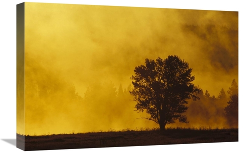 16 x 24 in. Sunrise Through Thermal Fog & Lone Tree, Near Snake Ri