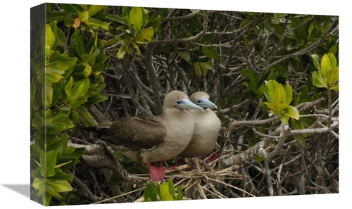 Global Gallery GCS-453053-1218-142 12 x 18 in. Red-Footed Boobies on N