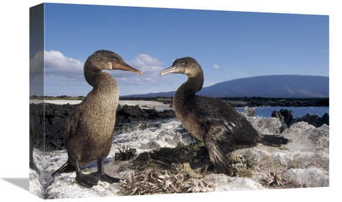 Global Gallery GCS-451397-1218-142 12 x 18 in. Flightless Cormorants A