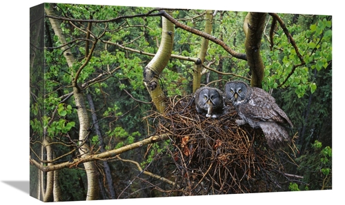 Global Gallery GCS-451924-1218-142 12 x 18 in. Great Gray Owl Pair Nes