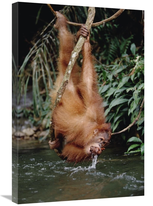 Global Gallery GCS-452480-2030-142 20 x 30 in. Orangutan Drinking From