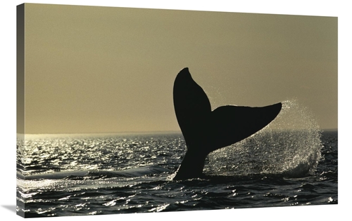 Global Gallery GCS-453569-2436-142 24 x 36 in. Southern Right Whale Ta