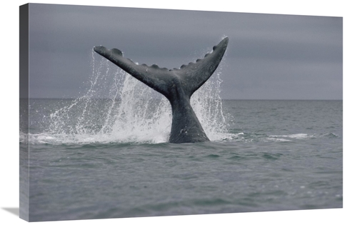 Global Gallery GCS-450649-2030-142 20 x 30 in. Southern Right Whale Ta