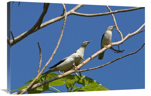 Global Gallery GCS-453649-2436-142 24 x 36 in. White-Headed Starling G