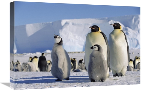 Global Gallery GCS-452414-1624-142 16 x 24 in. Emperor Penguins & Chic