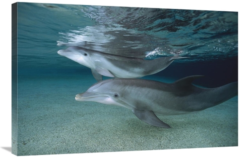 Global Gallery GCS-450945-2436-142 24 x 36 in. Bottlenose Dolphin Adul