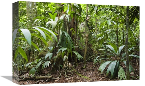 Global Gallery GCS-452691-1218-142 12 x 18 in. Lowland Rainforest,