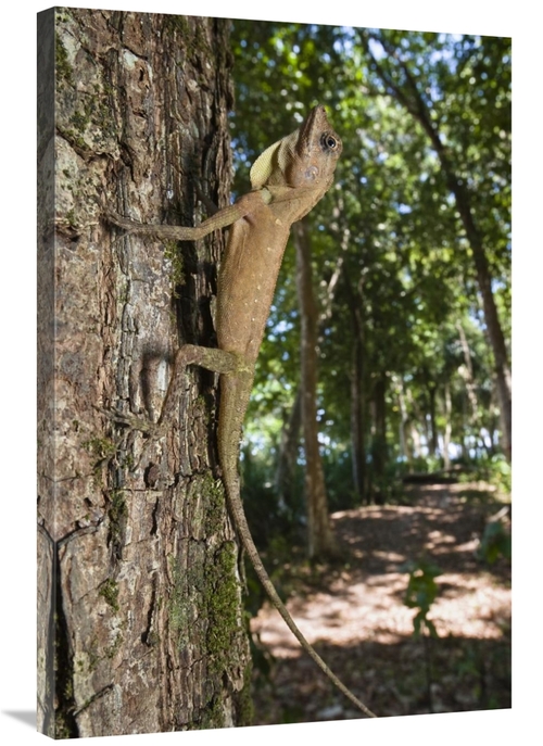 Global Gallery GCS-453650-2436-142 24 x 36 in. Tree Dragon Young, 