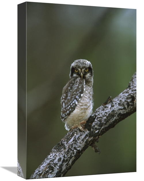 Global Gallery GCS-453321-1218-142 12 x 18 in. Northern Hawk Owl Chick