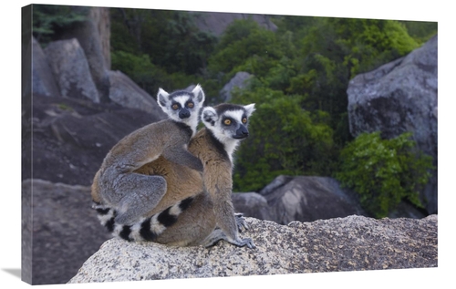 Global Gallery GCS-453244-2436-142 24 x 36 in. Ring-Tailed Lemur & You