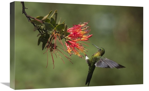 Global Gallery GCS-395565-1624-142 16 x 24 in. Golden-Breasted Puffleg