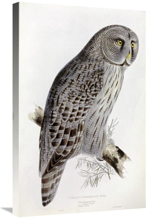 Global Gallery GCS-266418-30-142 30 in. Great Cinereous Owl Art Print 