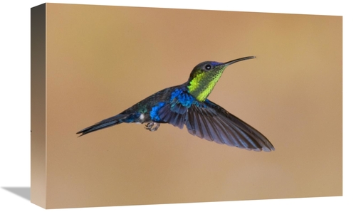 Global Gallery GCS-397382-1218-142 12 x 18 in. Violet-Crowned Woodnymp