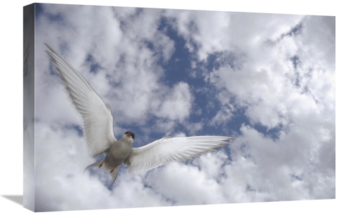 Global Gallery GCS-451894-1624-142 16 x 24 in. Arctic Tern Flying Agai