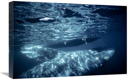 Global Gallery GCS-451840-1624-142 16 x 24 in. Gray Whale Calf with To