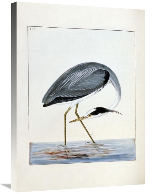Global Gallery GCS-266768-30-142 30 in. Heron Art Print - William Lewi