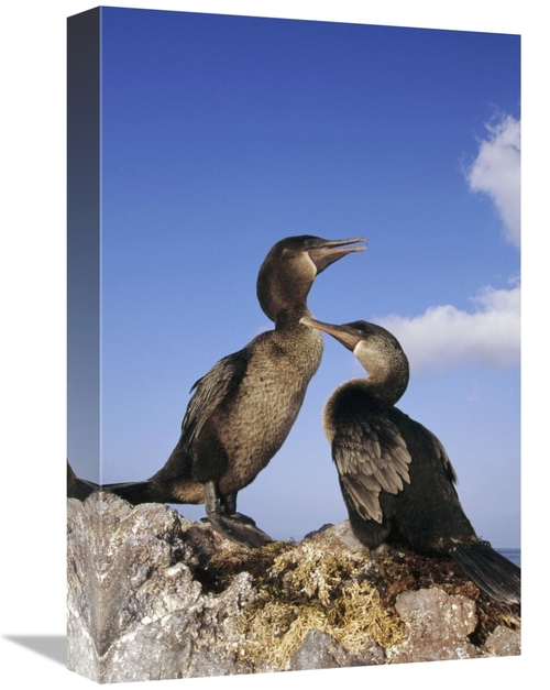 Global Gallery GCS-451061-1218-142 12 x 18 in. Flightless Cormorant Pa