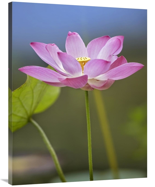 Global Gallery GCS-396040-3040-142 30 x 40 in. Sacred Lotus Flower&#44