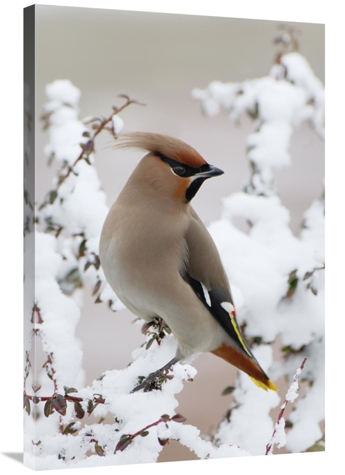 Global Gallery GCS-398267-2436-142 24 x 36 in. Bohemian Waxwing, H