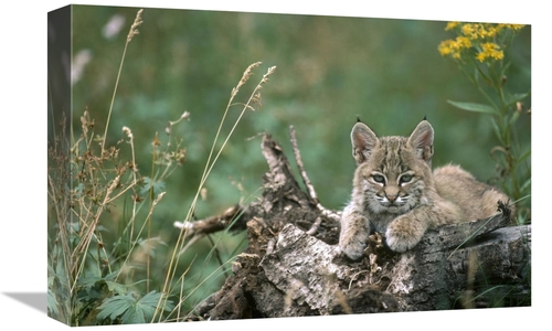 Global Gallery GCS-451866-1218-142 12 x 18 in. Bobcat Kitten, Rest