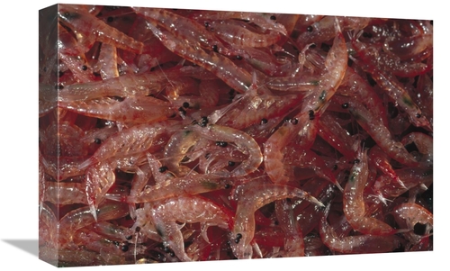 Global Gallery GCS-450632-1218-142 12 x 18 in. Antarctic Krill Catch&#