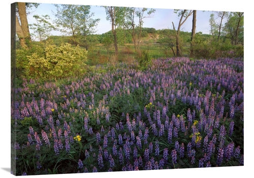 Global Gallery GCS-452043-3040-142 30 x 40 in. Lupine in Meadow At Wes