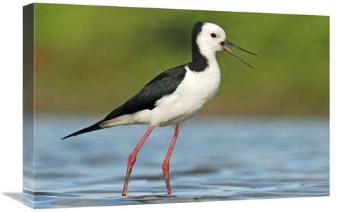 Global Gallery GCS-397468-1624-142 16 x 24 in. Black-Winged Stilt Call