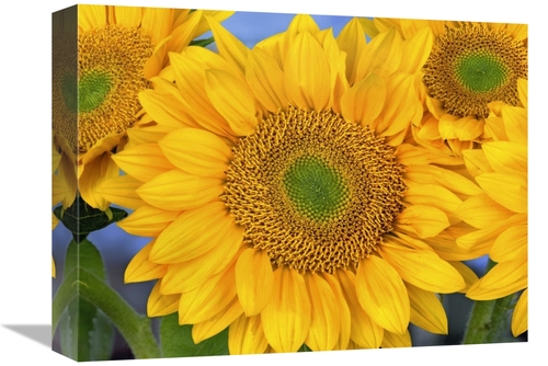 Global Gallery GCS-396748-1216-142 12 x 16 in. Common Sunflower Group 