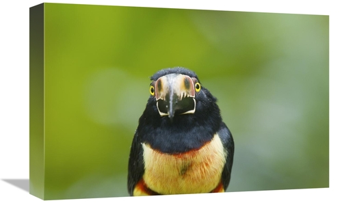 Global Gallery GCS-397261-1218-142 12 x 18 in. Collared Aracari, C