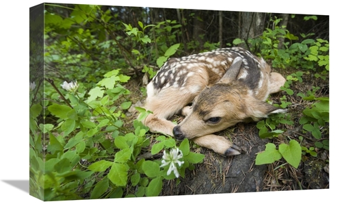 Global Gallery GCS-395700-1218-142 12 x 18 in. Newborn Mule Deer Fawn&