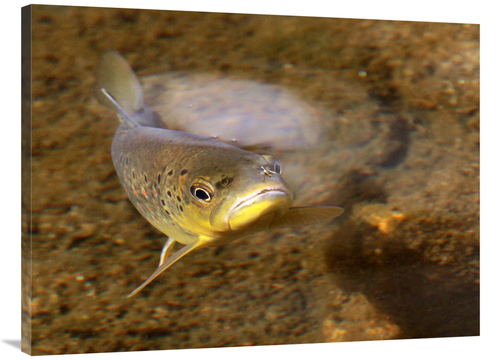 Global Gallery GCS-486637-40-142 40 in. Behind You Art Print - Vic Sch