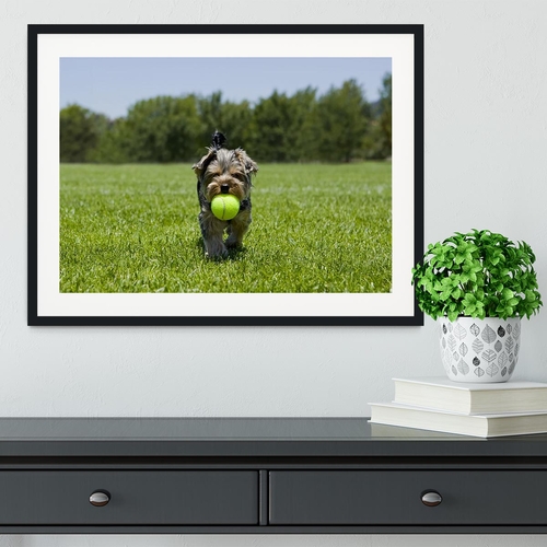 Little puppy running with a ball Framed Print