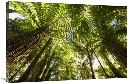 Global Gallery GCS-397752-2436-142 24 x 36 in. Tree Fern Forest Near H